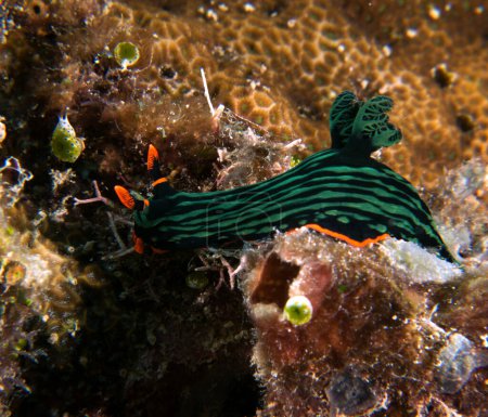 Photo for A Nembrotha Kubaryana nudibranch crawling on soft corals Boracay Island Philippines - Royalty Free Image