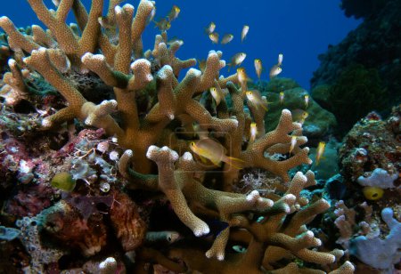 Foto de Threadfin Anthias resguardado en una isla de Boracay de coral duro Filipinas - Imagen libre de derechos
