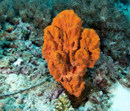 Téléchargez les photos : Stylotella aurantium éponge corail Boracay Island Philippines - en image libre de droit