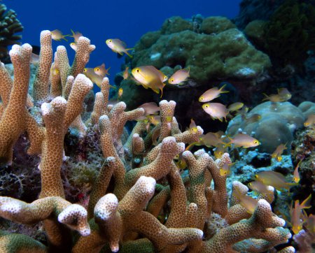 Téléchargez les photos : Threadfin Anthias abrité dans un corail dur Boracay île Philippines - en image libre de droit