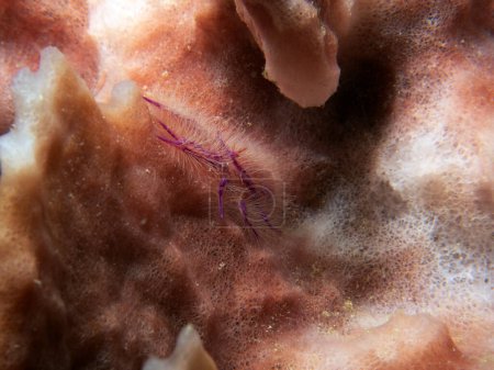 Photo for A Pink hairy squat lobster also known as Fairy crab Boracay Island Philippines - Royalty Free Image