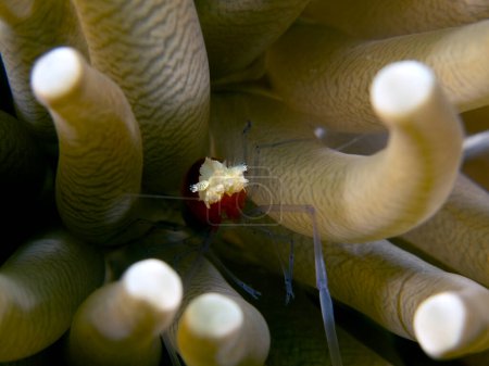 Foto de Un coral hongo Camarones protegidos en los tentáculos de la anémona Dauin Filipinas - Imagen libre de derechos
