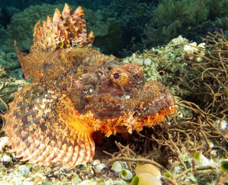 Photo for A Bearded Scorpionfish resting on corals Apo Island Philippines - Royalty Free Image