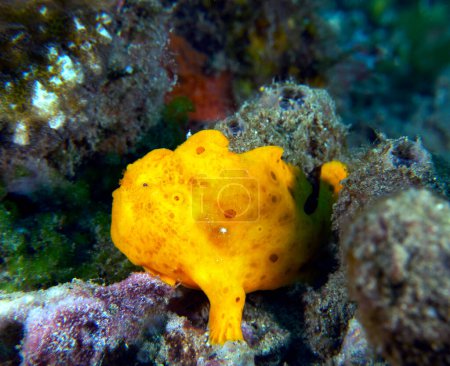 A small orange Frogfish on corals Dauin Philippines