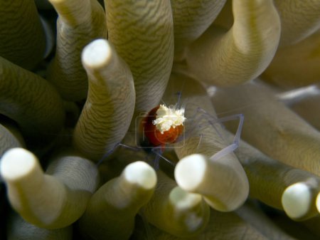 A Mushroom coral Shrimp sheltered in the tentacles of the anemone Dauin Philippines