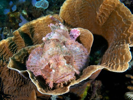 Un pez escorpión barbudo descansando sobre un coral Dauin Filipinas