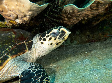 Téléchargez les photos : Une tortue imbriquée reposant sous des coraux Apo Island Philippines - en image libre de droit
