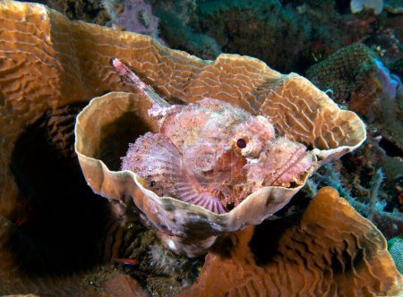 Ein bärtiger Skorpionfisch ruht auf einer Koralle Dauin Philippinen