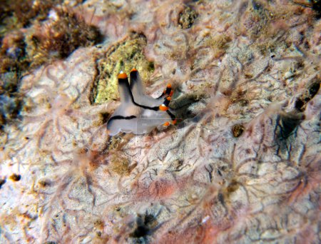 Una nudirama de Thecacera picta arrastrándose sobre corales blandos Dauin Filipinas