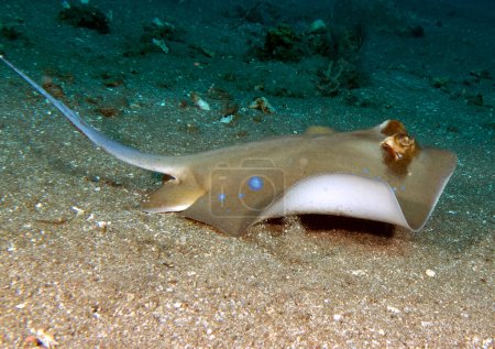 A Bluespotted Stingray swimming on sand Dauin Philippines