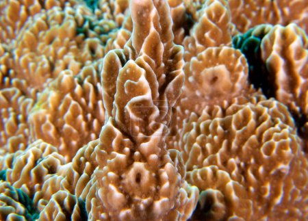 A closeup view of a hard brown coral Apo Island Philippines