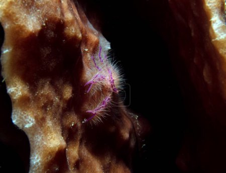 A Pink hairy squat lobster also known as Fairy crab Boracay Island Philippines