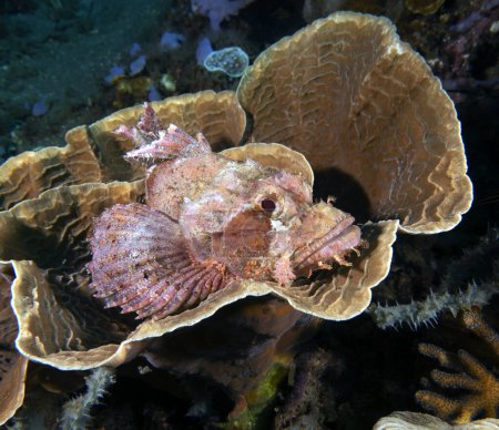 Scorpionfish barbu reposant sur un corail Dauin Philippines