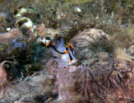 A Thecacera picta nudibranch rampant sur des coraux mous Dauin Philippines