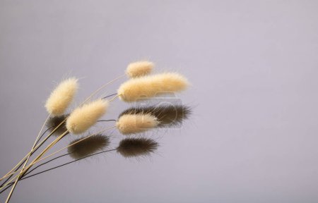 Photo for A bunch of dry tail grass plants is beautifully reflected in a black mirror background, template for a postcard. - Royalty Free Image