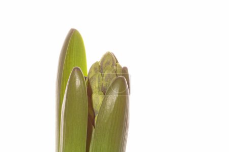 Lebendig und elegant, eine Nahaufnahme, die die Schönheit einer jungen Hyazinthe vor einem makellosen weißen Hintergrund einfängt, mit zarten Blütenblättern und natürlichen Details.
