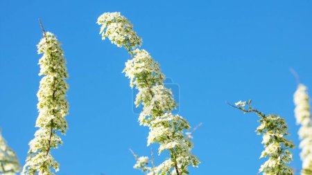 Branches of blooming white spirea against the blue sky.