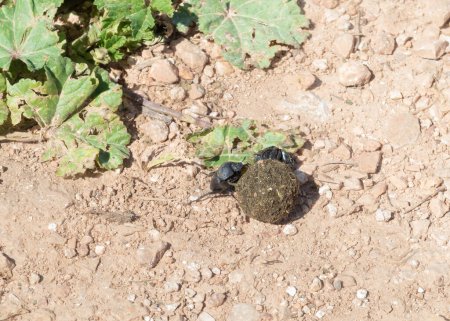 Foto de Dos escarabajos estiércol rodar su estiércol redondo en el suelo en el Parque Nacional Natural Nahal Amud en Galilea Occidental en el norte de Israel - Imagen libre de derechos