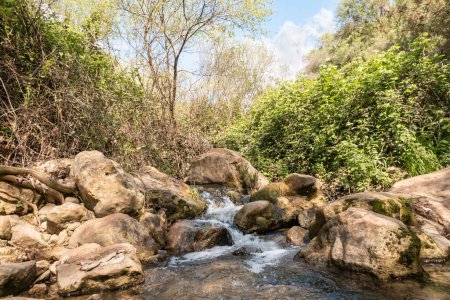 Foto de La pequeña cascada en el arroyo Amud desemboca en el Parque Natural Nacional Nahal Amud en Galilea Occidental en el norte de Israel - Imagen libre de derechos