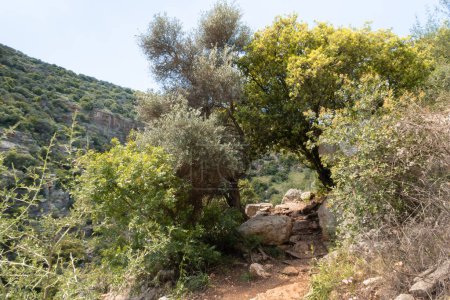 Foto de Sendero turístico que conduce a través del Parque Nacional Natural Nahal Amud en Galilea Occidental en el norte de Israel - Imagen libre de derechos