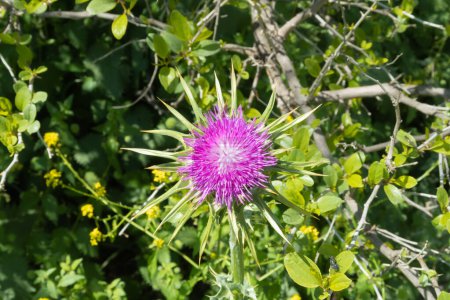 Foto de Flor floreciente del cardo común - Silybum marianum en el Parque Nacional Natural Nahal Amud en Galilea Occidental en el norte de Israel - Imagen libre de derechos