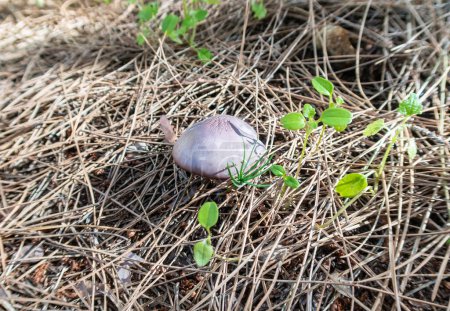 Young edible mushrooms - blewit - Lepista nuda make their way through a layer of grass and needles in a coniferous forest, near the Safed city, in northern Israel