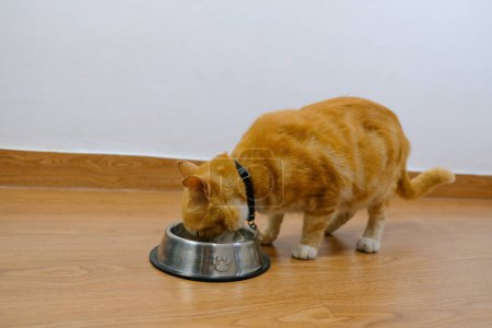 Photo for Photo of a cat eating cat food in a bowl - Royalty Free Image