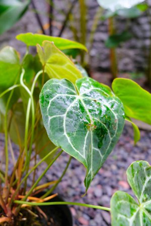 Téléchargez les photos : Fleur d'anthurium vert. Anthurium Crystalinum. mise en page potrait. édition naturelle fond - en image libre de droit