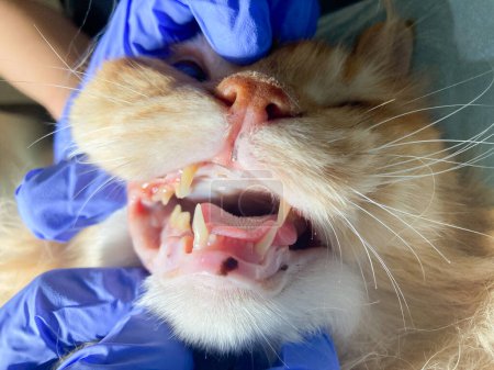 Téléchargez les photos : Examen d'un chat chez le vétérinaire, gros plan, examen de la bouche du chat - en image libre de droit