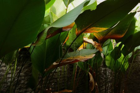 Calathea lutea foliage, (Cigar Calathea, Cuban Cigar), Exotic tropical leaf, Calathea leaf,