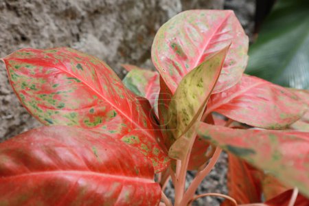 red aglonema, aglaonema red lipstick, red ruby aglonema plant and colorful