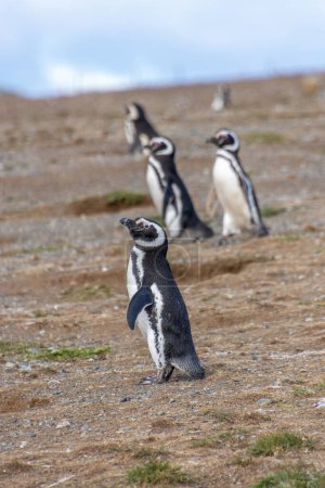 Téléchargez les photos : Pingouins magellans sauvages marchant sur le littoral de l'île de Magdalena près de Punta Arenas en Patagonie chilienne - en image libre de droit