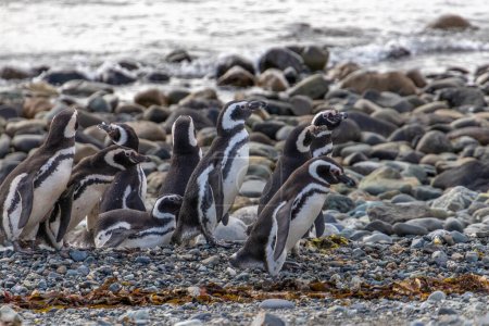 Photo for Wild Magellanic penguins walking on the seashore of Isla Magdalena near Punta Arenas in Chilean Patagonia - Royalty Free Image