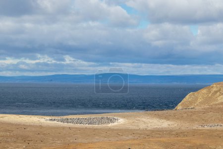 Téléchargez les photos : Des milliers de mouettes sur l'île de Magdalena en Patagonie chilienne - en image libre de droit