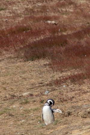 Photo for Wild Magellanic penguin on Isla Magdalena near Punta Arenas in Chilean Patagonia - Royalty Free Image