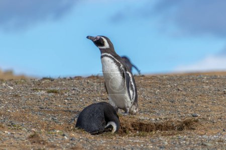 Photo for Wild Magellaninc penguins walking freely around Magdalena Island, a sanctuary dedicated to Penguins near Punta Arenas in Chilean Patagonia - Royalty Free Image