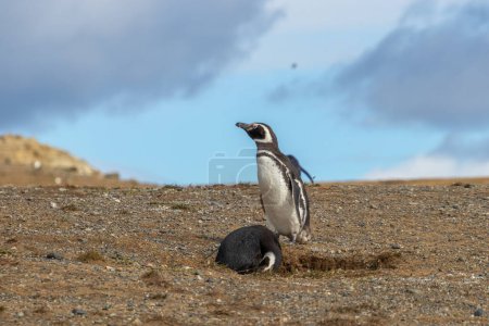 Téléchargez les photos : Pingouins magellans sauvages marchant sur l'île de Magdalena près de Punta Arenas en Patagonie chilienne - en image libre de droit