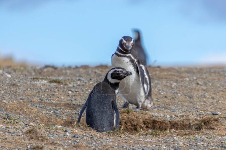 Téléchargez les photos : Pingouins magellans sauvages marchant sur l'île de Magdalena près de Punta Arenas en Patagonie chilienne - en image libre de droit