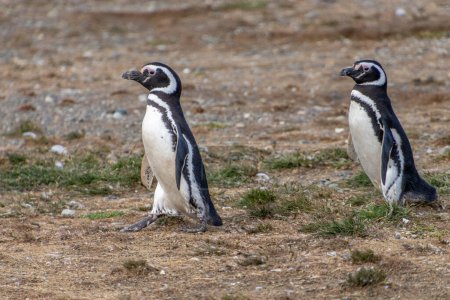 pareja de pingüinos salvajes tomados de la mano en la isla santuario Isla Magdalena en la Patagonia chilena. El pingüino es uno de los animales más monógamos