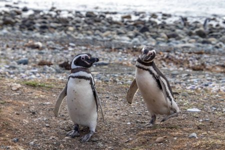 Téléchargez les photos : Quelques manchots sauvages tenant la main dans l'île sanctuaire Isla Magdalena en Patagonie chilienne. Le pingouin est l'un des animaux les plus monogames - en image libre de droit