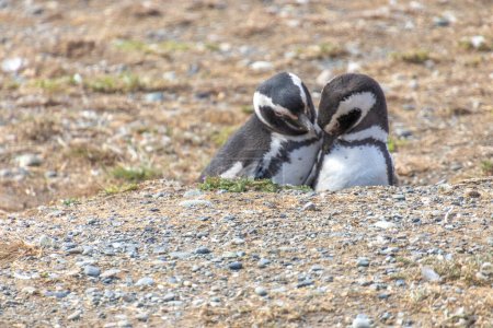 pareja de pingüinos salvajes tomados de la mano en la isla santuario Isla Magdalena en la Patagonia chilena. El pingüino es uno de los animales más monógamos