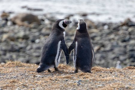 Foto de Pareja de pingüinos salvajes tomados de la mano en la isla santuario Isla Magdalena en la Patagonia chilena. El pingüino es uno de los animales más monógamos - Imagen libre de derechos