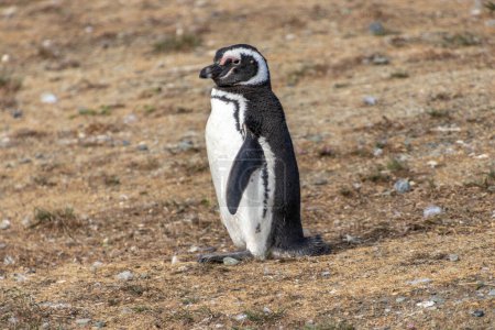 Wild Magellan penguin walking on Isla Magdalena near Punta Arenas in Chilean Patagonia