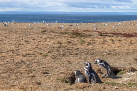 Photo for Wild Magellanic penguin walking surrrounded by seagulls on Isla Magdalena near Punta Arenas in Chilean Patagonia - Royalty Free Image