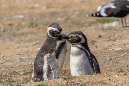 Téléchargez les photos : Couple de manchots sauvages dans l'île sanctuaire Isla Magdalena en Patagonie chilienne. Le pingouin est l'un des animaux les plus monogames - en image libre de droit