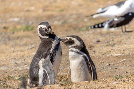 Pareja de pingüinos salvajes en la isla santuario Isla Magdalena en la Patagonia chilena