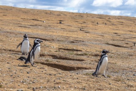 Téléchargez les photos : Pingouins magellans sauvages marchant entourés de mouettes sur l'île de Magdalena près de Punta Arenas en Patagonie chilienne - en image libre de droit