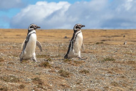 Téléchargez les photos : Pingouins magellans sauvages marchant entourés de mouettes sur l'île de Magdalena près de Punta Arenas en Patagonie chilienne - en image libre de droit