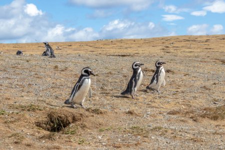 Photo for Wild Magellanic penguins walking surrrounded by seagulls on Isla Magdalena near Punta Arenas in Chilean Patagonia - Royalty Free Image