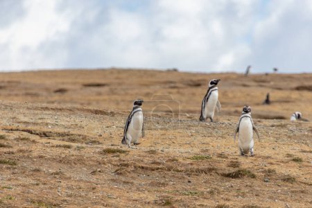 Photo for Wild Magellanic penguins walking surrrounded by seagulls on Isla Magdalena near Punta Arenas in Chilean Patagonia - Royalty Free Image